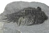 Spiny Delocare (Saharops) Trilobite - Bou Lachrhal, Morocco #241157-1